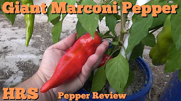 Giant Marconi Pepper | Capsicum annuum | pod review 2017