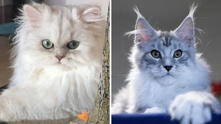 Video 5395001: felines persian cats, doll face persian, breed