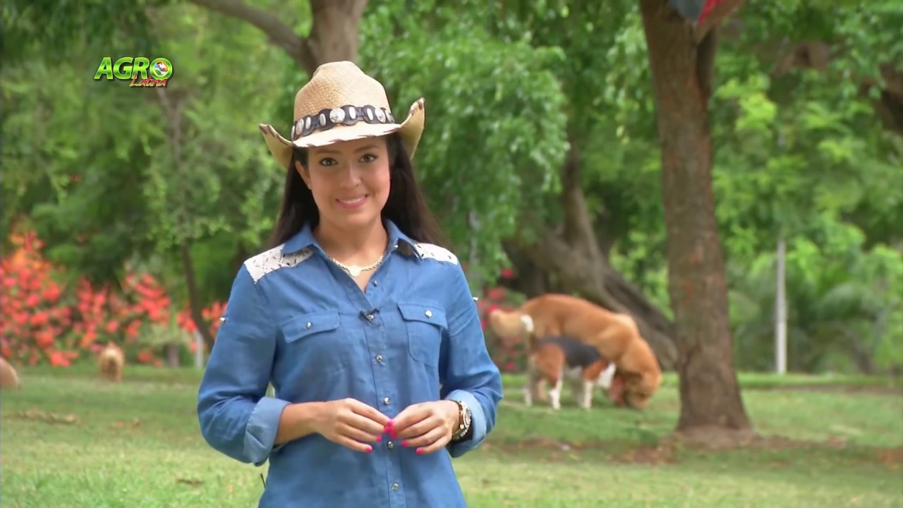 Cultivo de peces en Biofloc (Sistema de Flóculos Bacterianos)