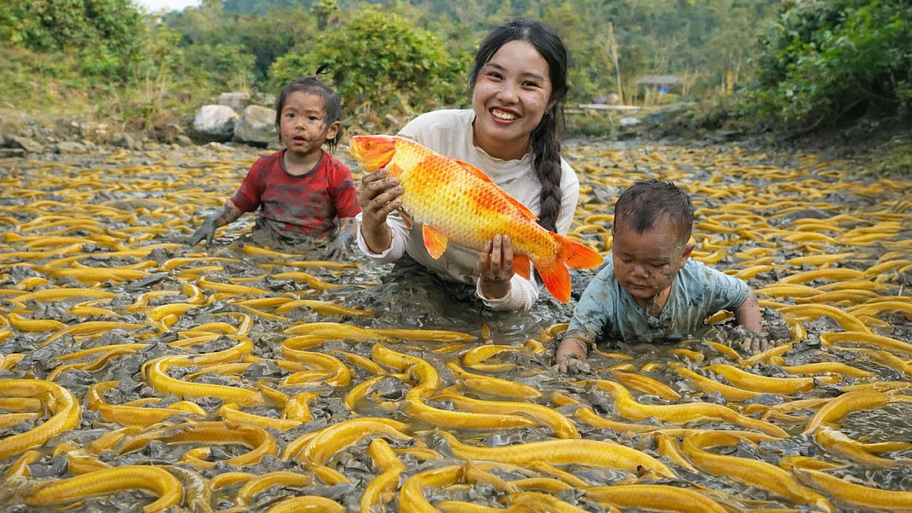 Harvesting Grass Carp, Red Tilapia, Common Carp, Catfish – Taking The Fish To The Market To Sell
