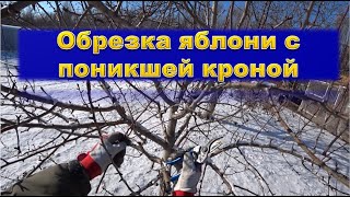 видео: Поднимаем крону яблони с поникшими ветвями картинка: Поднимаем крону яблони с поникшими ветвями