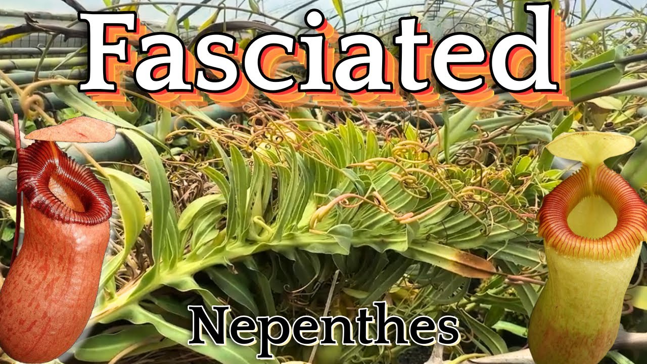 Удивительная фасция: очень редкий экземпляр Nepenthes barcelonae с фасцией (BE-3770)
