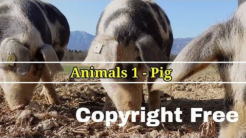 Copyright Free | Pig Sound Effect | Free to use | Background Music |