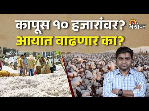 Cotton Rate: कापसाची आवक वाढल्याचा दरावर परिणाम होईल का? | Agrowon