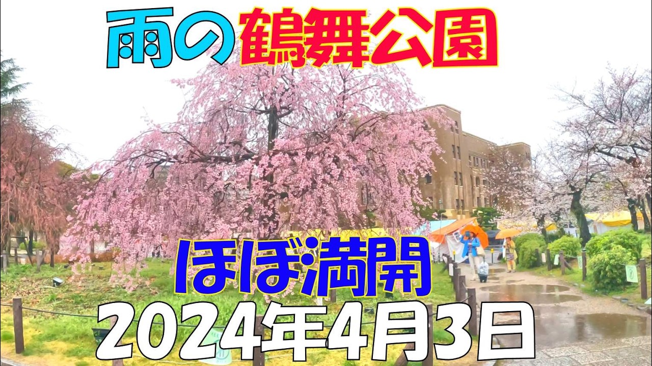 鶴舞公園 桜まつり花見ウォーキング 2024年4月3日 Tsuruma Park Sakura Festival Cherry blossom Walking April 3, 2024 Nagoya