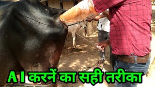 कृत्रिम गर्भाधान कैसे करते हैं artificial insemination at home कृत्रिम गर्भाधान का वीडियो cow me AI