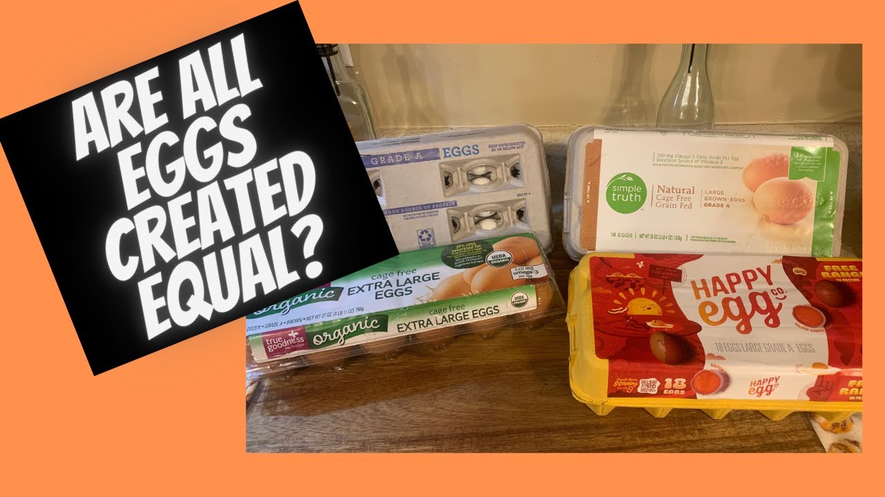 Are All Eggs Created Equal? 4 Different Eggs reviewed, BBB&E days 6 & 7 ...