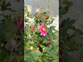 Autumn Bloom #shortsfeed #garden #shorts