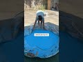 Baby Pool