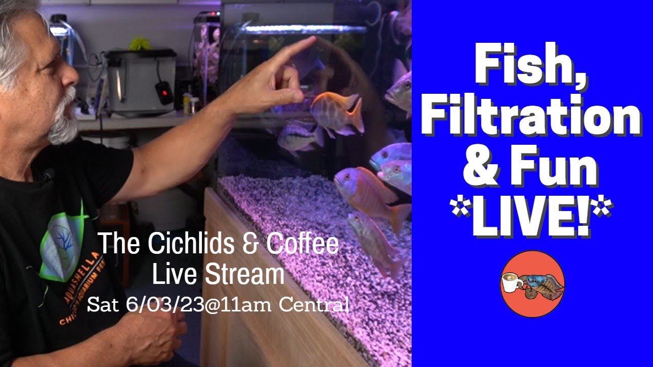 Good Fish Topic My FAVORITE FISH KEEPING TOPICS - LIVE! - YouTube