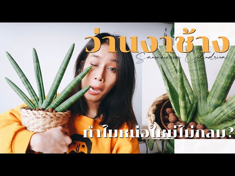 วีดีโอ: Sansevieria: วิธีการดูแล?