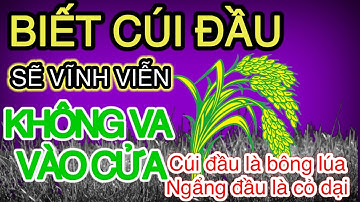 Biết cúi đầu vĩnh viễn không va vào cửa. Cúi đầu là bông lúa. Ngẩng đầu là cỏ dại.