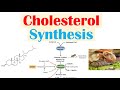Cholesterol Synthesis Pathway