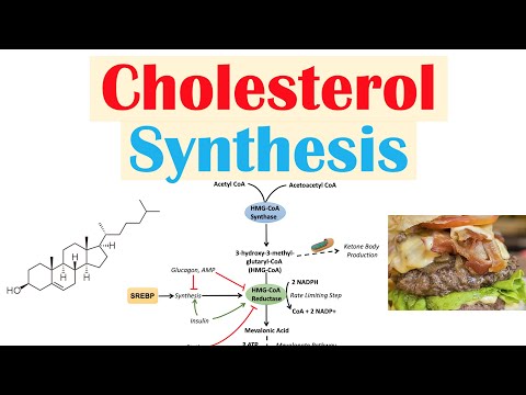 Cholesterol Synthesis Pathway