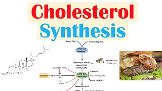 Cholesterol Synthesis | How Our Bodies Make Cholesterol