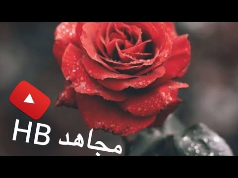 انشيد دينية قصيره دقة K4 