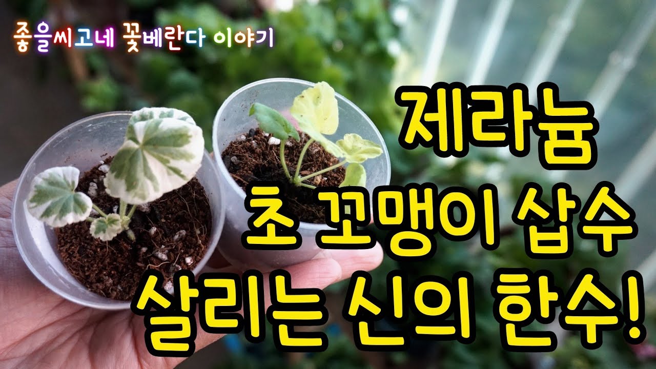 제라늄 (Pelargonium) 초미니 삽수 뿌리 내려 살리기!(자막있음)