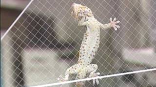 Gecko Stitches