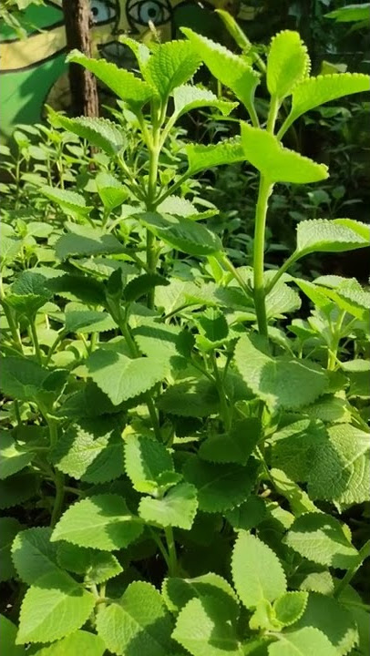 daun bangun-bangun/jintan#shorts