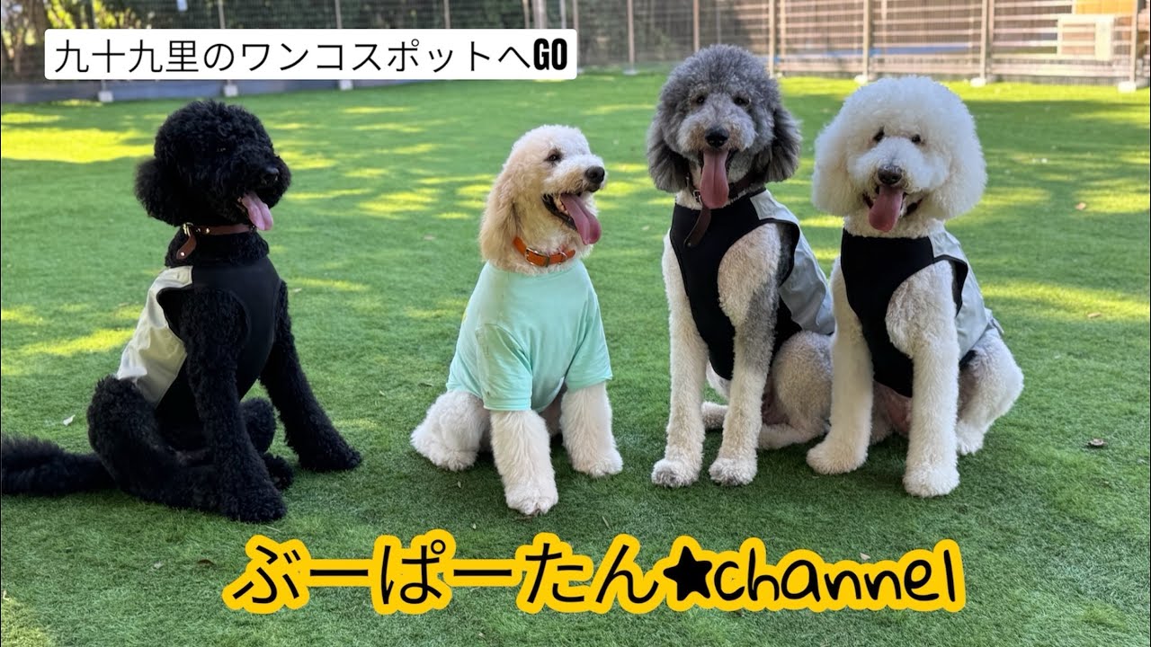 【スタンダードプードル】大型犬多頭飼い✨九十九里のワンコスポットへ🚗