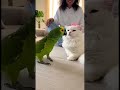 A parrot that loves the cat #shorts