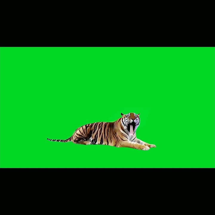 Video tiger green screen || harimau || macan