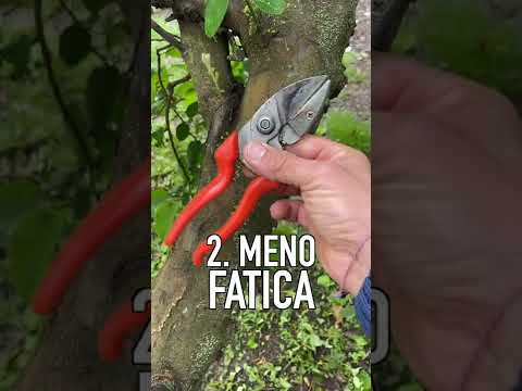 Video: Potatura degli alberi di papaia - Hai bisogno di tagliare gli alberi di papaia?