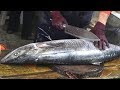 45 pounds Spanish Mackerel $200 Fillet by Sharp Knife।Fish Fillet Japanese Knife Techniques