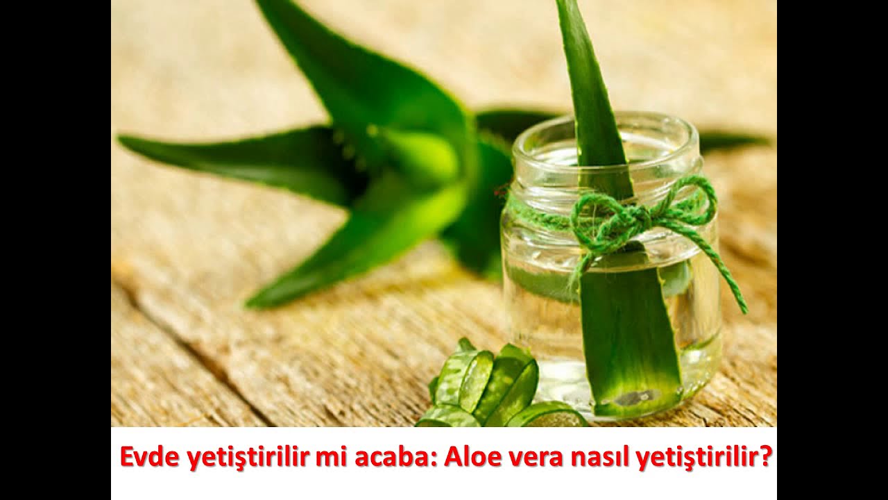 Алоэ от боли. Aloe Vera haqida.