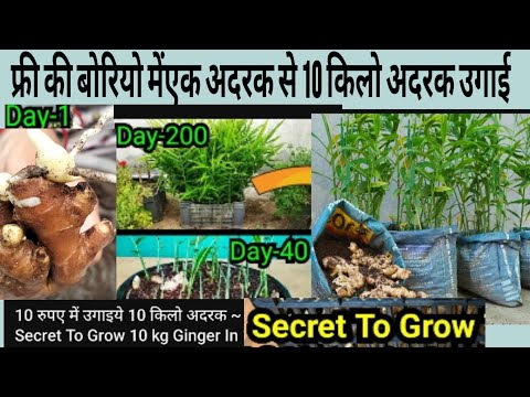 एक टुकड़े से 10किलो अदरक फ्री की बोरी में आसानी से उगती हूं घर में इतनी अदरक की मोहल्ले वालों को खिला