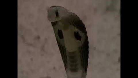 Daily Reptile   Unbelievable Monkey Save Mouse From Snake Hunting   Top Snake vs Mongoose, Lizard Un