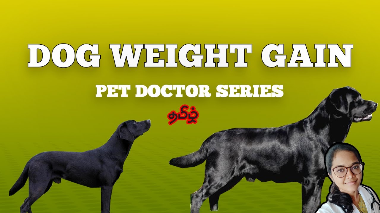 Weight Gain Tips forDogs | Pet Doctor Series Tamil