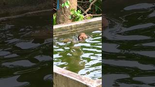 The monkey is swimming #monkeyworld #monkeyswimming #monkey