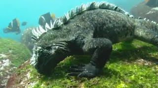 Swimming Marine Iguanas | Galapagos | BBC Earth