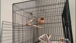 Zebra Finch Singing Nicely