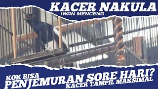 Kok Bisa Cara Merawat Kacer Nakula - Kacer Juara - Kacer Full Power