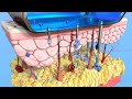 Derma skin 3d modeling medical animation