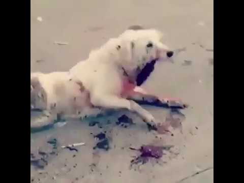 Video: Kızak Köpeği Katliamında Suçlamalar