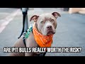 Why you should not get a Pit Bull