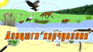 Ланцюги харчування