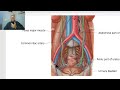 Anatomy of male genital system in Arabic 2023 (Testis, part 2 ), by Dr. Wahdan