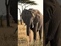 elephant video 🤯#aivideo #shortvideo