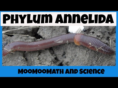 Video: Unterschied Zwischen Phylum Annelida Und Echinodermata