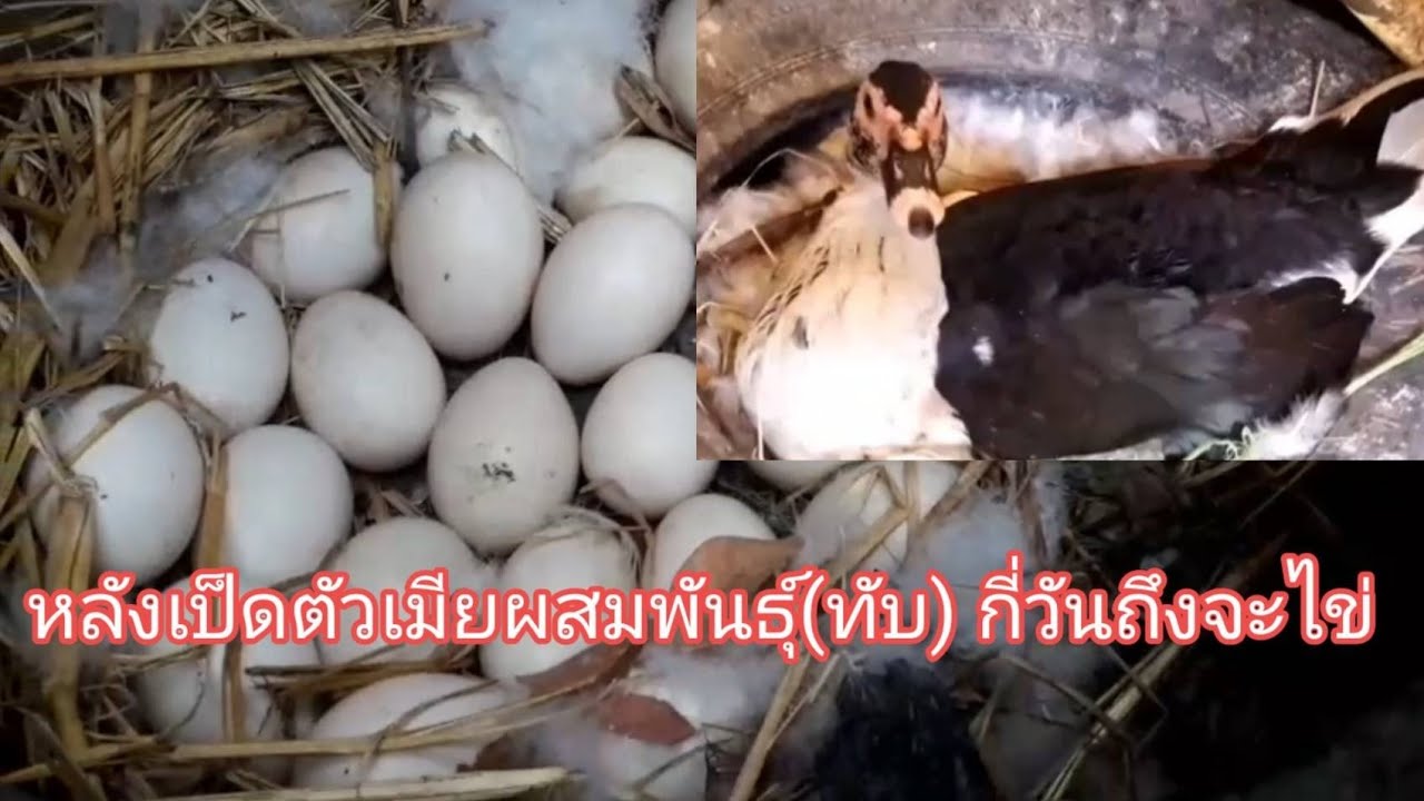 หลังเป็ดตัวเมียผสมพันธุ์(ทับ) กี่วันถึงจะไข่