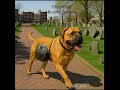 Tanks Top 10 U.S. State Tour - # 6 Boston, Massachusetts PART 2