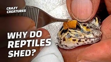 How I Helped This Reptile Shed Their Skin