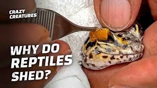 How I Helped This Reptile Shed Their Skin