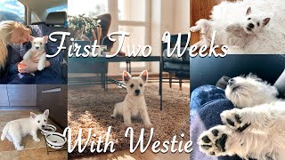 First Two Weeks With Westie  Best Puppy Moments