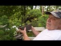 Canadian bonsai master david easterbrook presents his legacy