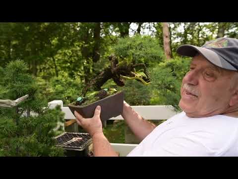 Canadian Bonsai Master